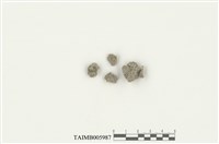 藏品(錢蘚)的圖片